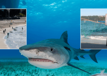 Sydney shark attacks: Coogee Beach swimmers scramble to flee ocean after bull shark sighting