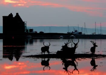 A Scottish safari on the Isle of Aran