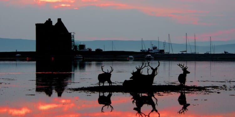 A Scottish safari on the Isle of Aran