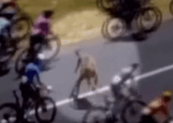 Cyclist crashes into kangaroo but still wins Tour Down Under as chaotic scenes sees pile up