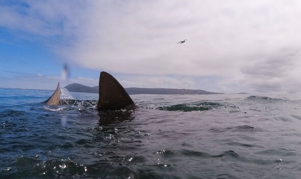 Tom and Eileen were left in shark-infested waters