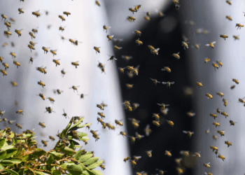 Insects across globe 'fall silent' in ominous warning to humanity
