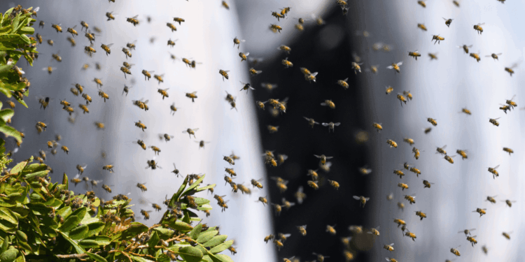 Insects across globe 'fall silent' in ominous warning to humanity