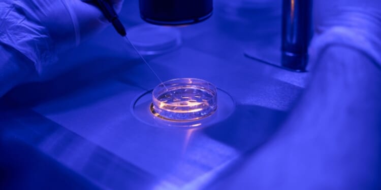 'Brave New World': IVF company’s eugenics tool lets couples pick ‘best’ baby, discard the rest