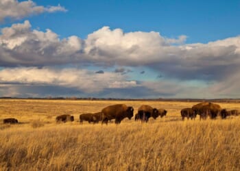 Bureau of Land Management obstructs plans for Montana bison reserve