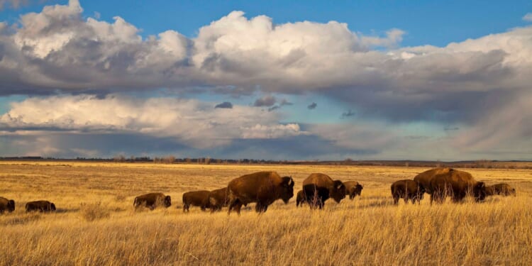 Bureau of Land Management obstructs plans for Montana bison reserve