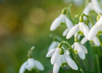 In the parish: Candlemas celebrations and crafts