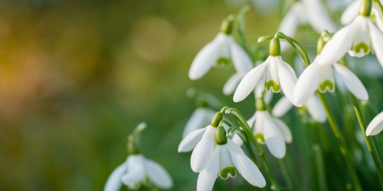 In the parish: Candlemas celebrations and crafts