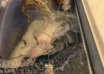 Largest male great white in Atlantic seeks mate in Florida waters | US | News