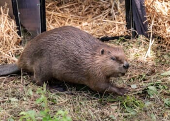 National Trust celebrates biggest ever donation in 131-year history | UK | News
