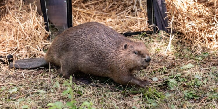 National Trust celebrates biggest ever donation in 131-year history | UK | News