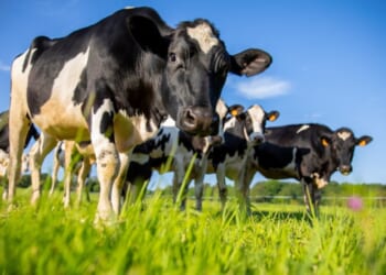 Oregon initiative would ban hunting, raising livestock in name of 'animal liberation'