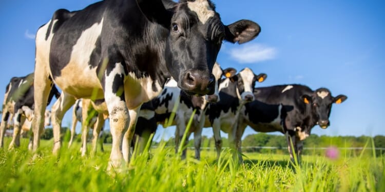 Oregon initiative would ban hunting, raising livestock in name of 'animal liberation'