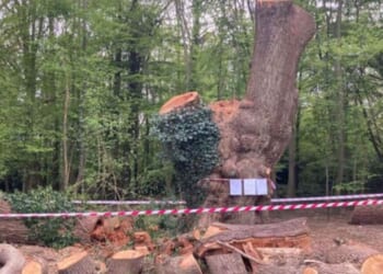 Toby Carvery outrage over cutting down of iconic tree | UK | News