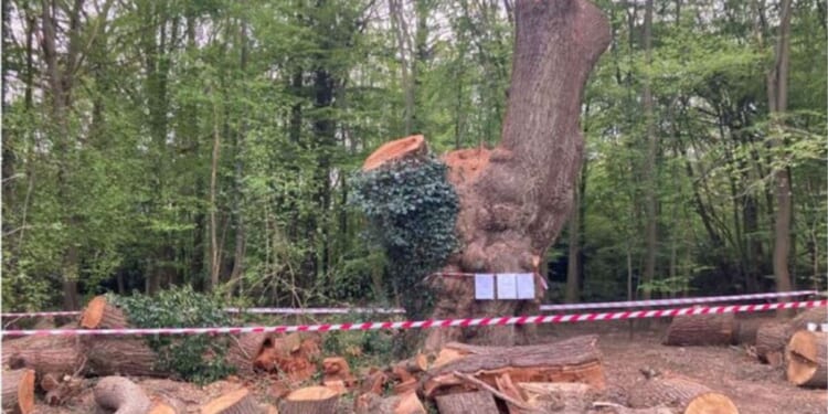 Toby Carvery outrage over cutting down of iconic tree | UK | News