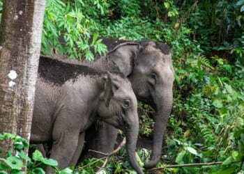 Travel: Volunteering trips abroad