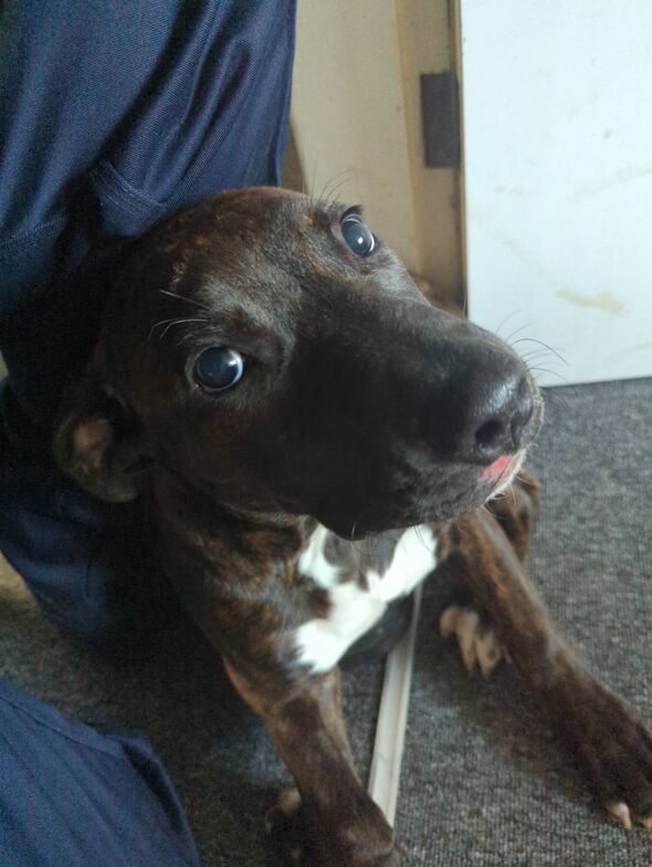 A close-up view of a brown and white dog sitting on the floor, with its tongue slightly out and its eyes fixed on something in f