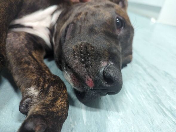 An injured canine, possibly a Pitbull, is resting on a white cloth, showing visible signs of trauma including a swollen face and
