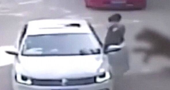 This screengrab shows the moment a tiger attacked a woman at a safari