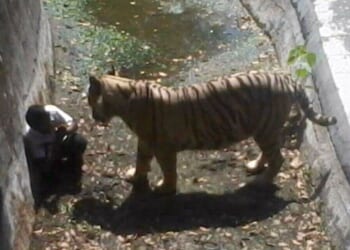 Haunting photos show people moments before fatal wild animal attacks | World | News