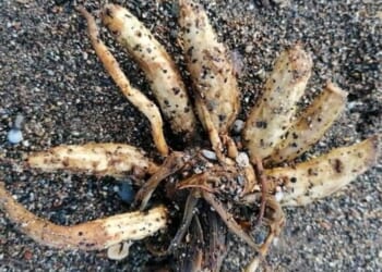 British beachgoers issued warning for MILES of coastline after potentially fatal poisonous plant found