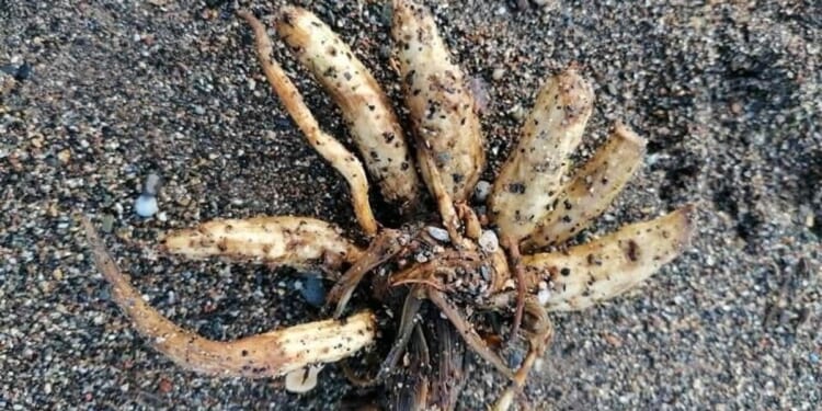 British beachgoers issued warning for MILES of coastline after potentially fatal poisonous plant found