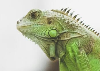 Forget Cats and Dogs — in Florida, It's Raining... Reptiles – RedState