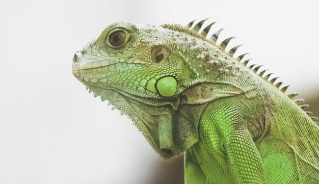 Forget Cats and Dogs — in Florida, It's Raining... Reptiles – RedState