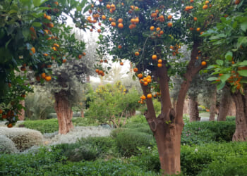 What the modern environmental narrative gets wrong