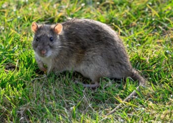 Hot summer and winter dredging brings surge in rat infestations across Britain