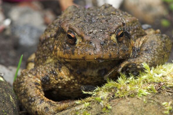 A close up of a Common Toad in a garden ( Bufo bufo )
