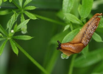 'Slug-ageddon' warning as UK wet weather risks huge surge in garden pests