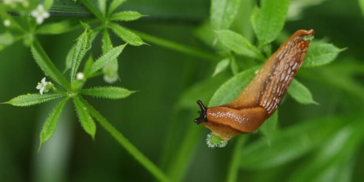 'Slug-ageddon' warning as UK wet weather risks huge surge in garden pests