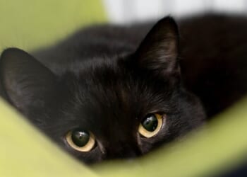 Firefighter rescues trapped kitten from car engine compartment and gives him new home