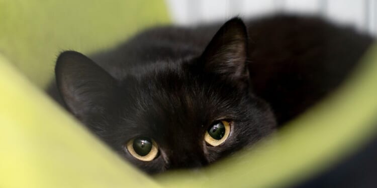 Firefighter rescues trapped kitten from car engine compartment and gives him new home