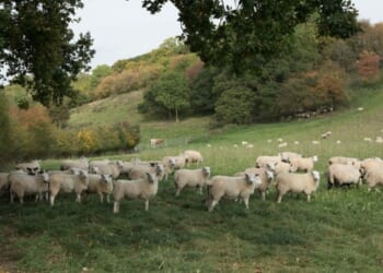 'I'm not sure I see a future!'