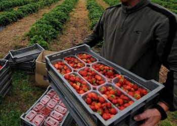 Nottinghamshire strawberry farmer reveals eye-watering £1.2million bill from Keir Starmer's 'Brexit betrayal' reset
