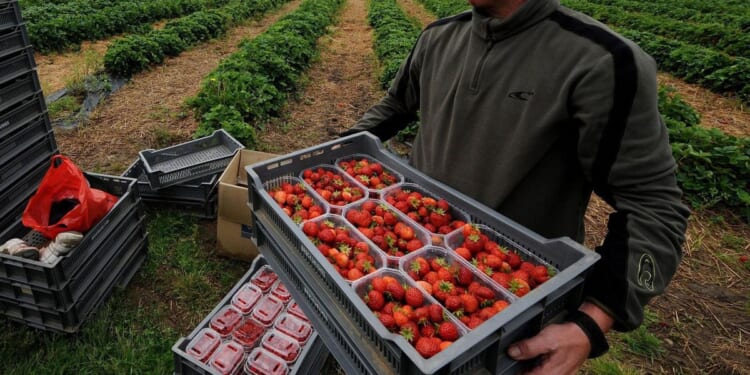Nottinghamshire strawberry farmer reveals eye-watering £1.2million bill from Keir Starmer's 'Brexit betrayal' reset