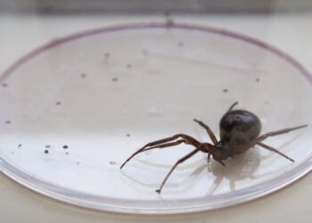 Man hospitalised after ‘bowling ball-sized bite’ by Britain’s most dangerous spider as experts fear spread across UK