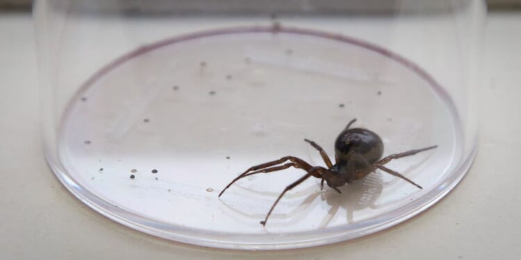 Man hospitalised after ‘bowling ball-sized bite’ by Britain’s most dangerous spider as experts fear spread across UK