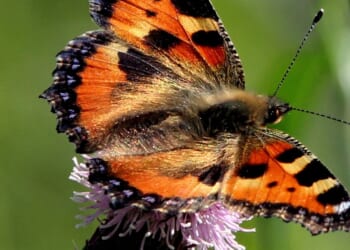 Species long declared extinct in Britain makes remarkable comeback