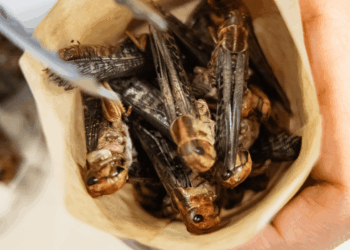 Lab-grown meat, 3D-printed food and INSECTS will be eaten in Britain in just nine years' time, Food Standards Agency reveals