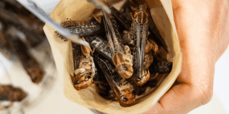 Lab-grown meat, 3D-printed food and INSECTS will be eaten in Britain in just nine years' time, Food Standards Agency reveals