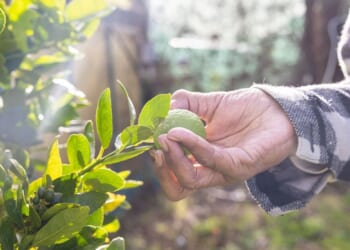 Gardener urges people to stop buying supermarket lemons | UK | News