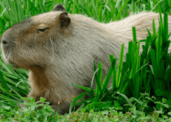 Capybara on the loose after zoo escape as Britons urged to ‘check your ponds’