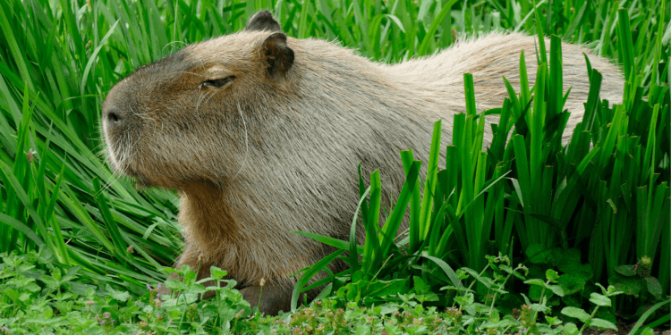 Capybara on the loose after zoo escape as Britons urged to ‘check your ponds’