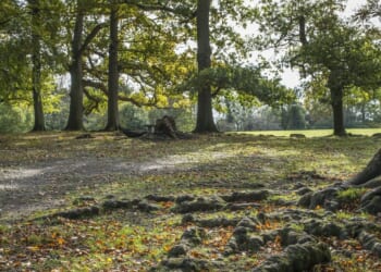 Man goes birdwatching in UK and finds animal that 'shouldn't be here' | Nature | News