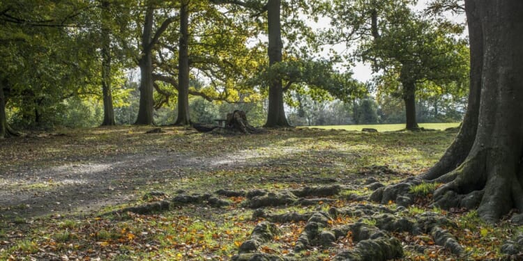 Man goes birdwatching in UK and finds animal that 'shouldn't be here' | Nature | News