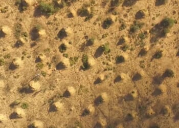 Giant 'megacity' the size of UK can be seen from space – and it wasn't made by humans | Weird | News