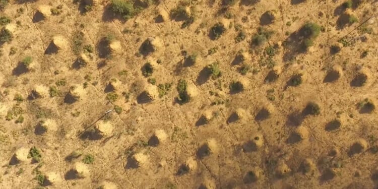 Giant 'megacity' the size of UK can be seen from space – and it wasn't made by humans | Weird | News